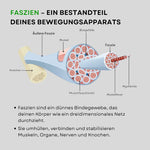 PandaFit Faszienrollen Set – Produktfoto auf weißem Hintergrund, Gesamtansicht