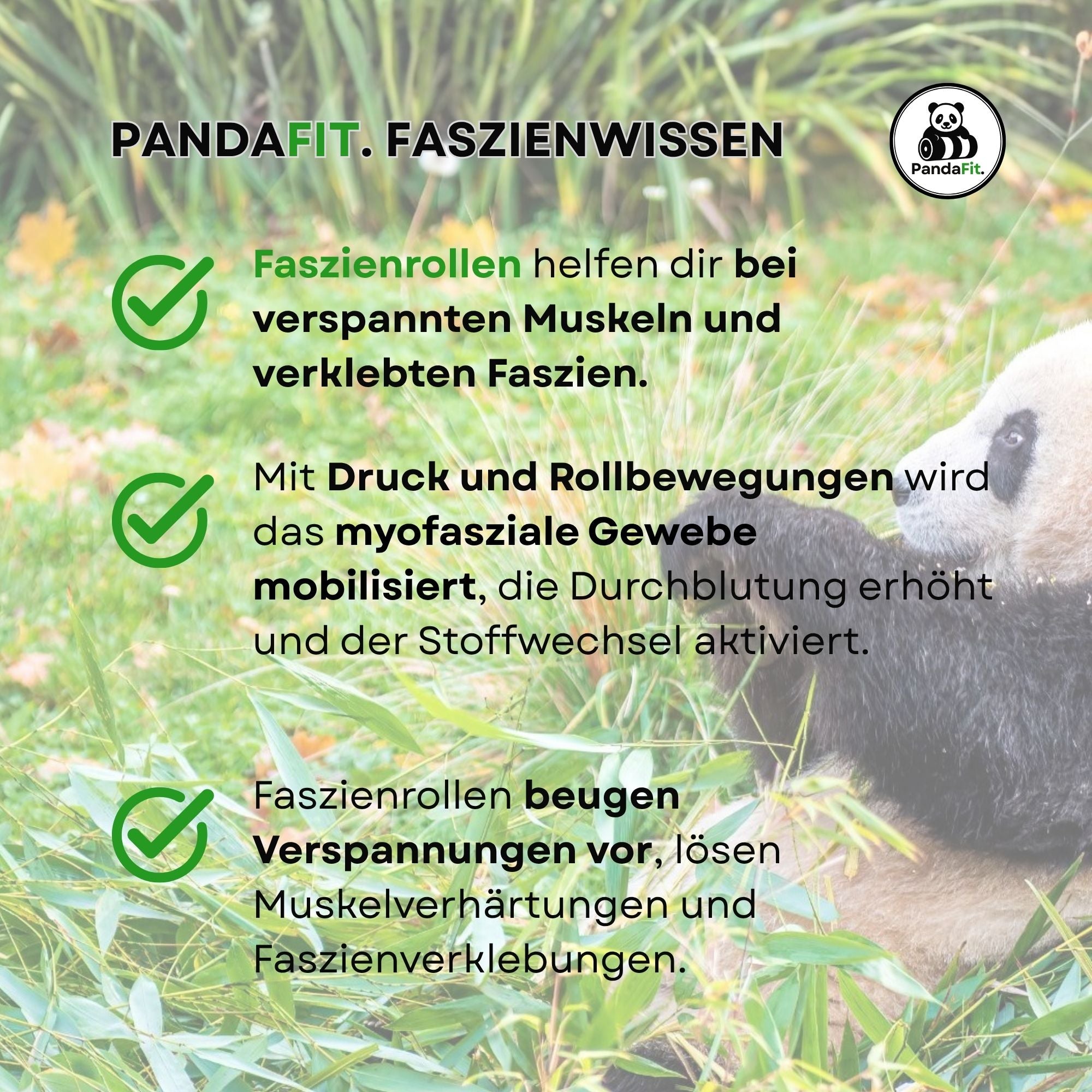 PandaFit 4er Set – Aktiv